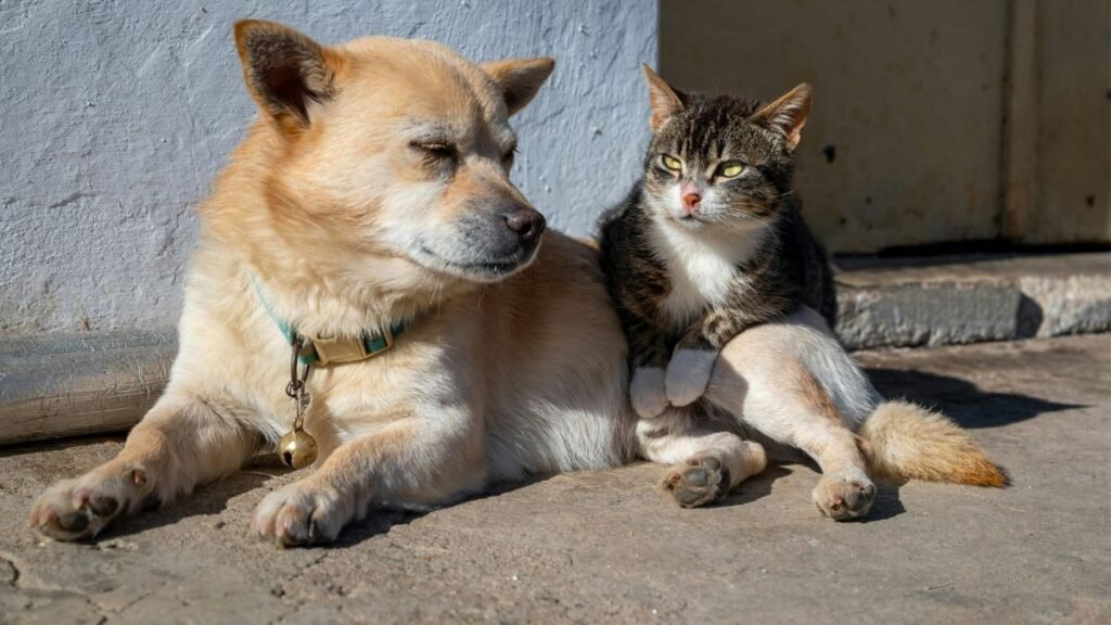 Gato e Cachorro no Mesmo Apartamento: Guia de Convivência 2 Como fazer a adaptação entre gato e cachorro