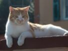Gato de rua para vida 100% indoor
