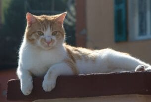 Gato de rua para vida 100% indoor