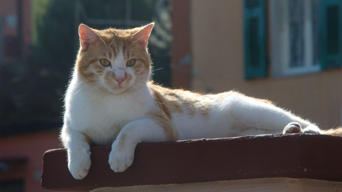 Gato de rua para vida 100% indoor