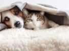 Gato e cachorro no mesmo apartamento