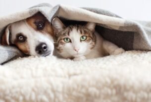 Gato e cachorro no mesmo apartamento