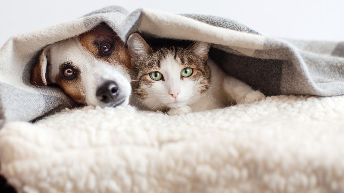 Gato e Cachorro no Mesmo Apartamento: Guia de Convivência 1 Gato e cachorro no mesmo apartamento
