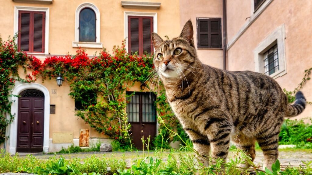 Mitos comuns sobre gatos em condomínios