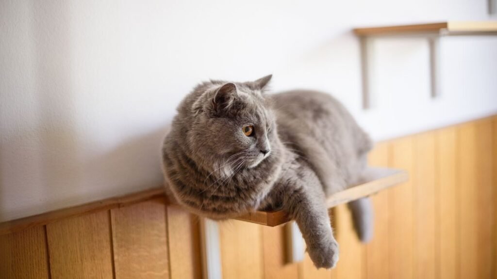 Câmera para Monitorar Gato: Vale a Pena Ter Quando Ele Fica Sozinho em Casa? 2 Onde instalar a câmera