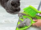 Pelo de gato em apartamento pequeno