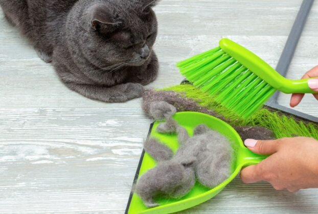 Pelo de gato em apartamento pequeno