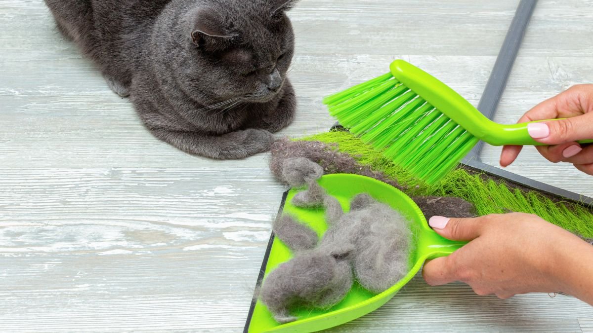 Pelo de Gato em Apartamento Pequeno: Itens Para Rotina de Limpeza 1 Pelo de gato em apartamento pequeno