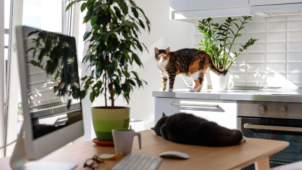 Quantos gatos um apartamento pode ter
