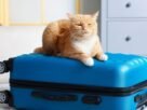 Viajar de carro ou avião com gato