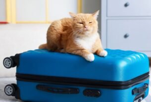 Viajar de carro ou avião com gato