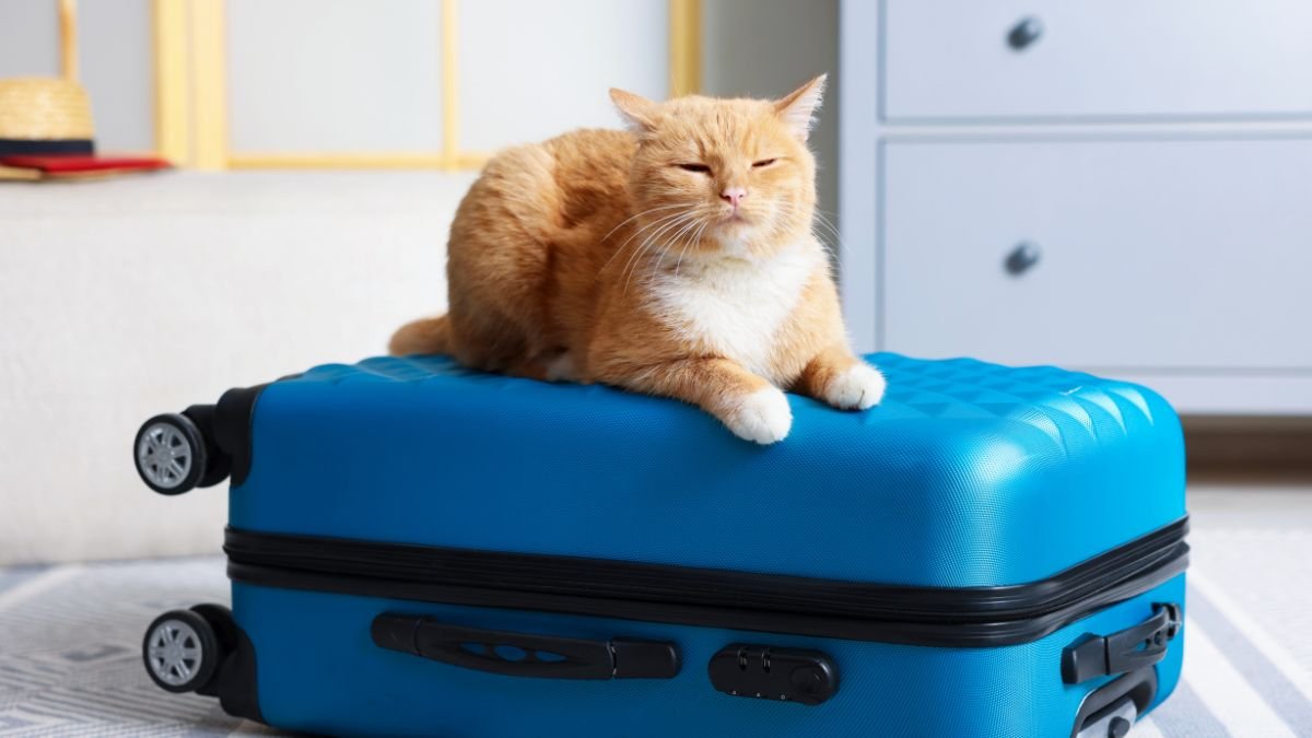 Viajar de carro ou avião com gato