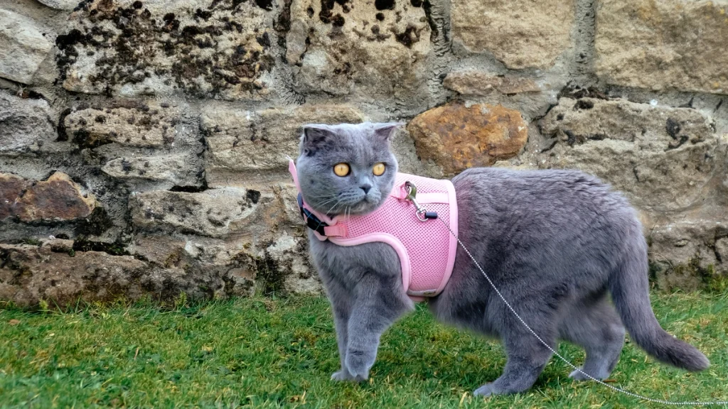 Roupinhas, Coletes e Peitorais para Gatos: Segurança e Quando Usar 3 Roupinha, colete e peitoral entendendo as diferenças