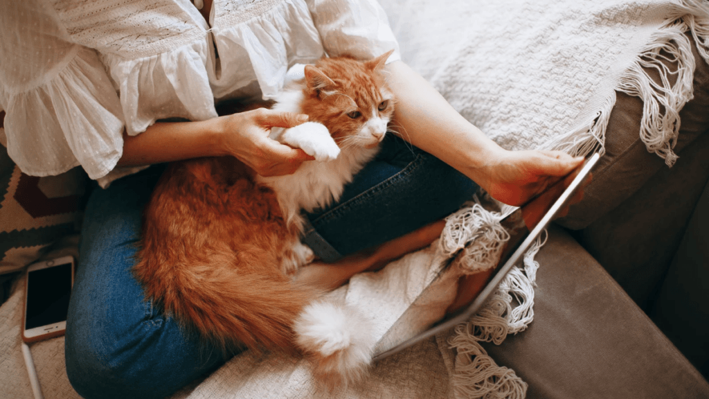 Adoção Responsável: Guia Completo do Primeiro Gato 6 Adoção responsável é um compromisso de longo prazo