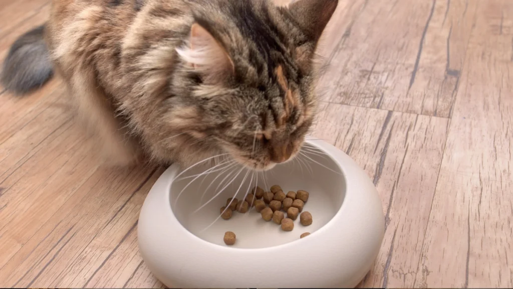 Bem-Estar Felino: O Guia Completo para Garantir Saúde, Conforto e Qualidade de Vida ao Seu Gato 4 Alimentação e nutrição felina para o bem-estar