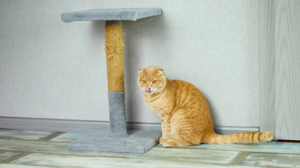 O Que Todo Gato Precisa Ter em Casa: Lista Essencial por Ambiente e Rotina 3 Arranhadores prevenção de estresse e proteção dos móveis