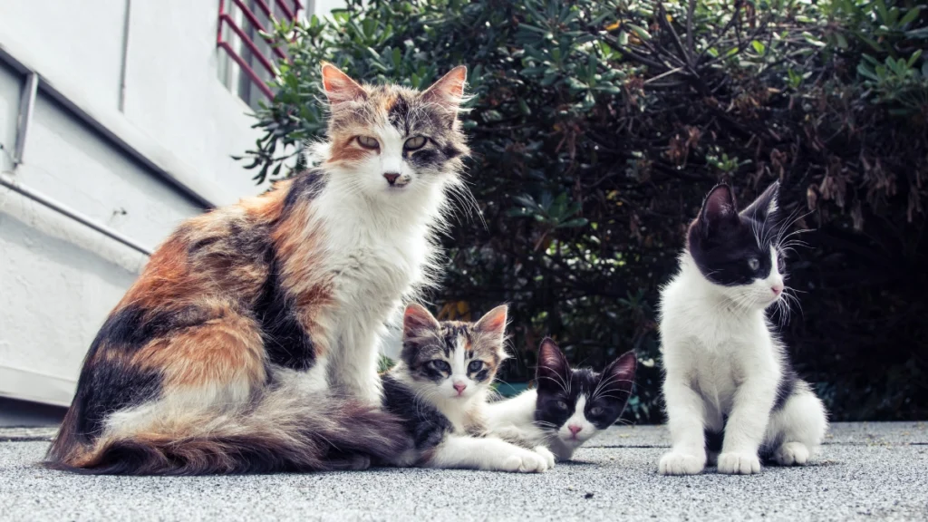 Bem-Estar Felino: O Guia Completo para Garantir Saúde, Conforto e Qualidade de Vida ao Seu Gato 8 Bem-estar felino nas diferentes fases da vida