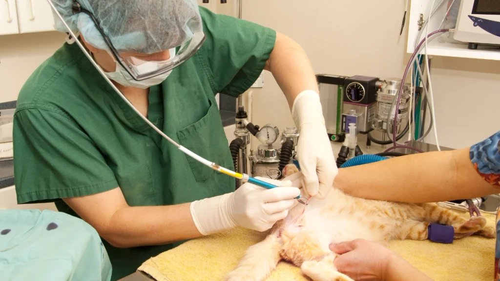 Benefícios da castração para a saúde e o comportamento do gato