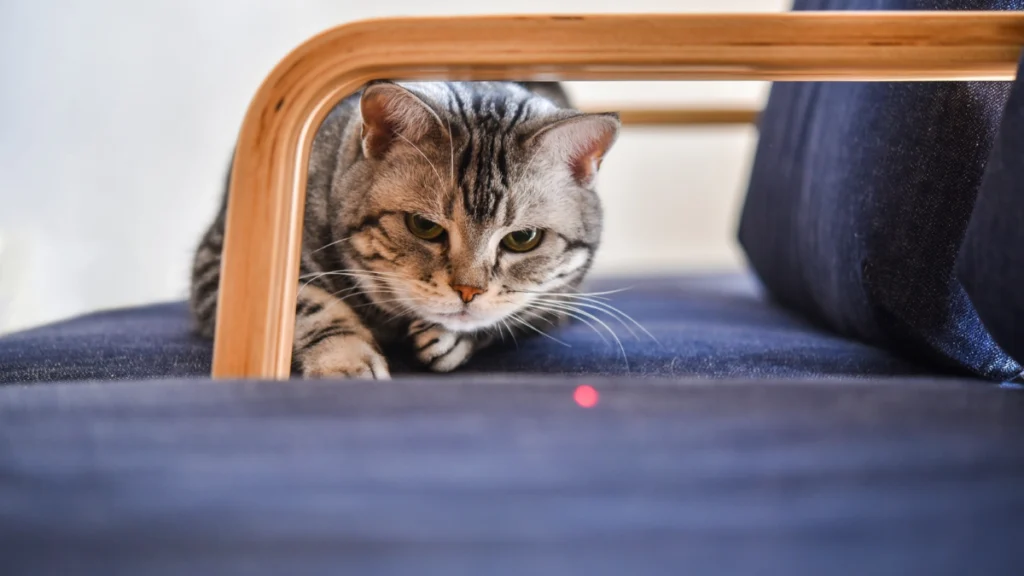 Tecnologia para Gatos: Câmeras, Comedouros Automáticos e Bebedouros Inteligentes 5 Brinquedos interativos e enriquecimento ambiental tecnológico