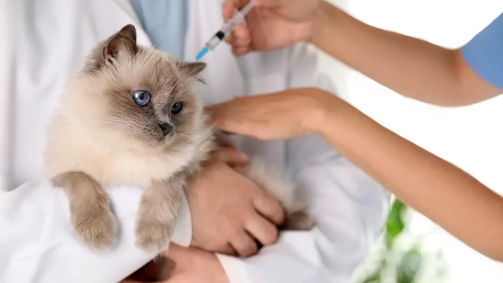 Calendário de vacinação felina o que todo tutor iniciante precisa saber