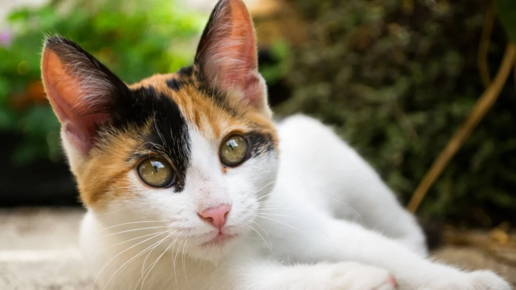 Características do Gato Vira-lata