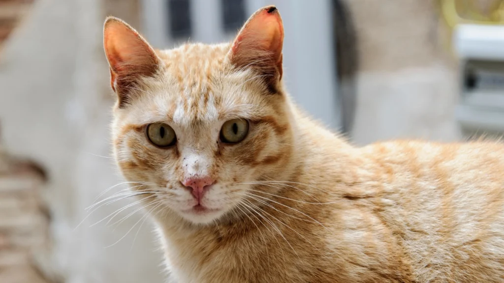 Checklist de rotina ideal para gatos de apartamento em 2026