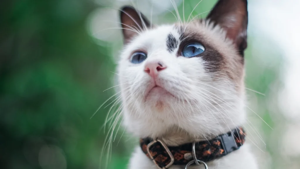 Tecnologia para Gatos: Câmeras, Comedouros Automáticos e Bebedouros Inteligentes 4 Coleiras, rastreadores e sensores de atividade