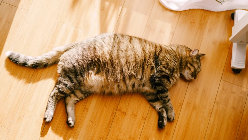 Obesidade Felina: Guia Completo para Identificar, Tratar e Prevenir o Sobrepeso em Gatos 3 Como identificar se o seu gato está acima do peso
