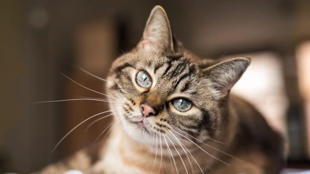 Hidratação Felina: Por Que Gatos Bebem Pouco e Como Resolver 3 Como saber se o seu gato está bem hidratado
