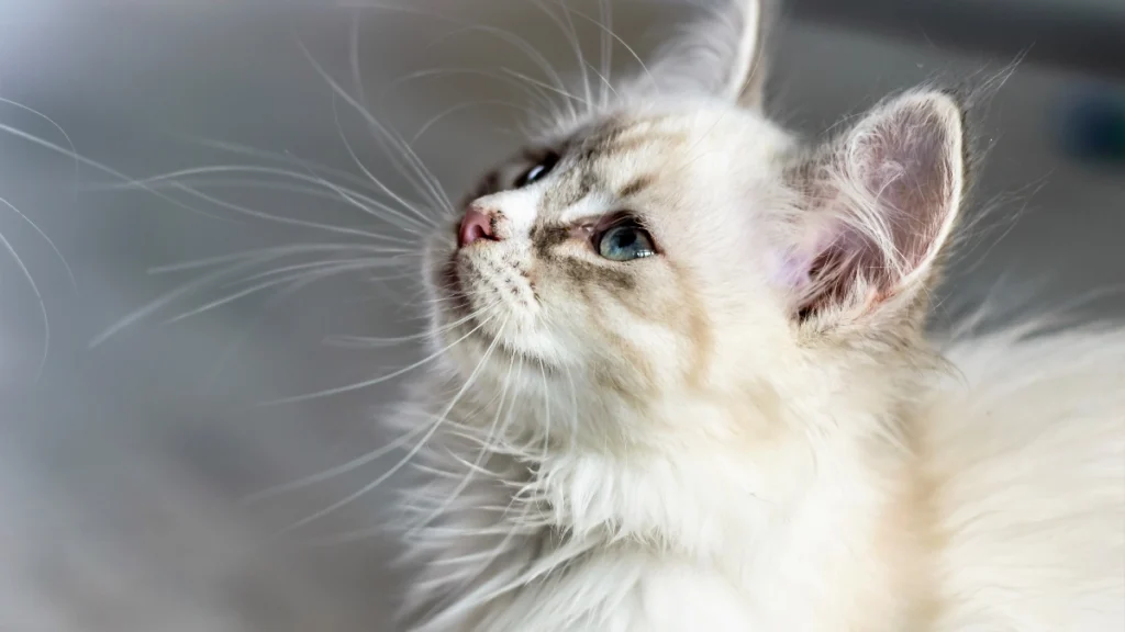 Como socializar um gato adulto ou resgatado