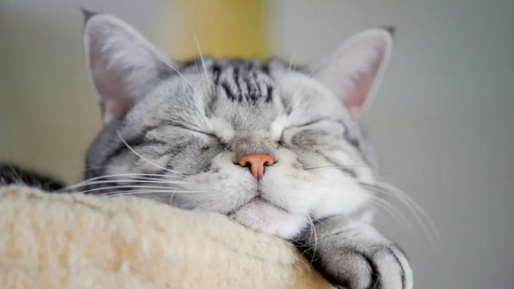 Bem-Estar Felino: O Guia Completo para Garantir Saúde, Conforto e Qualidade de Vida ao Seu Gato 2 Comportamento felino entendendo a linguagem do seu gato