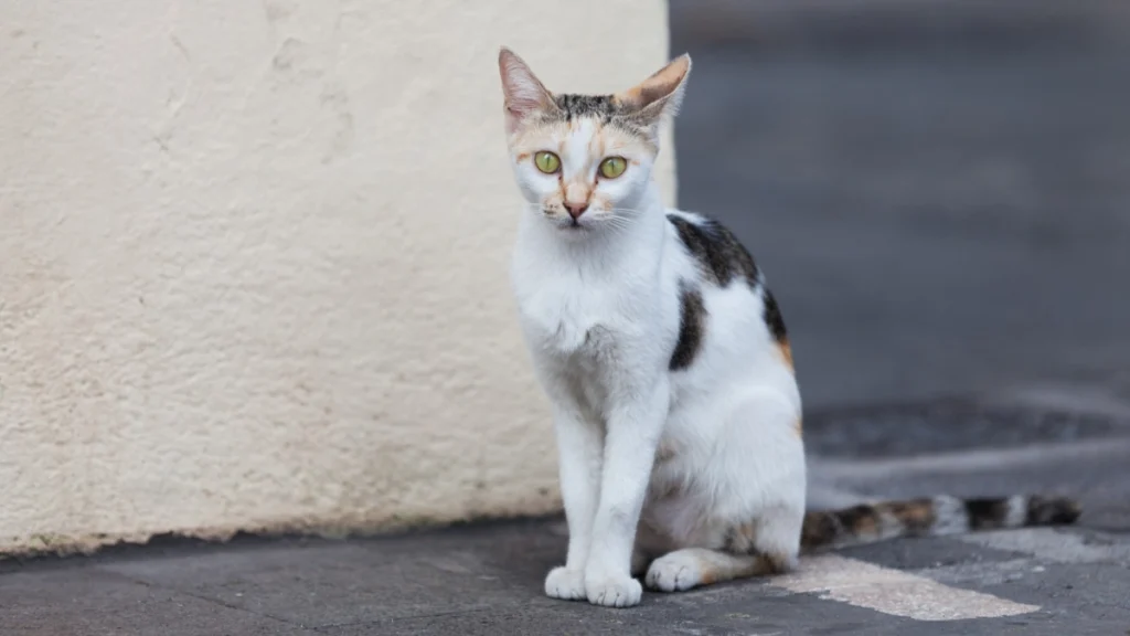 Adoção Responsável: Guia Completo do Primeiro Gato 5 Primeiros dias em casa adaptação sem estresse