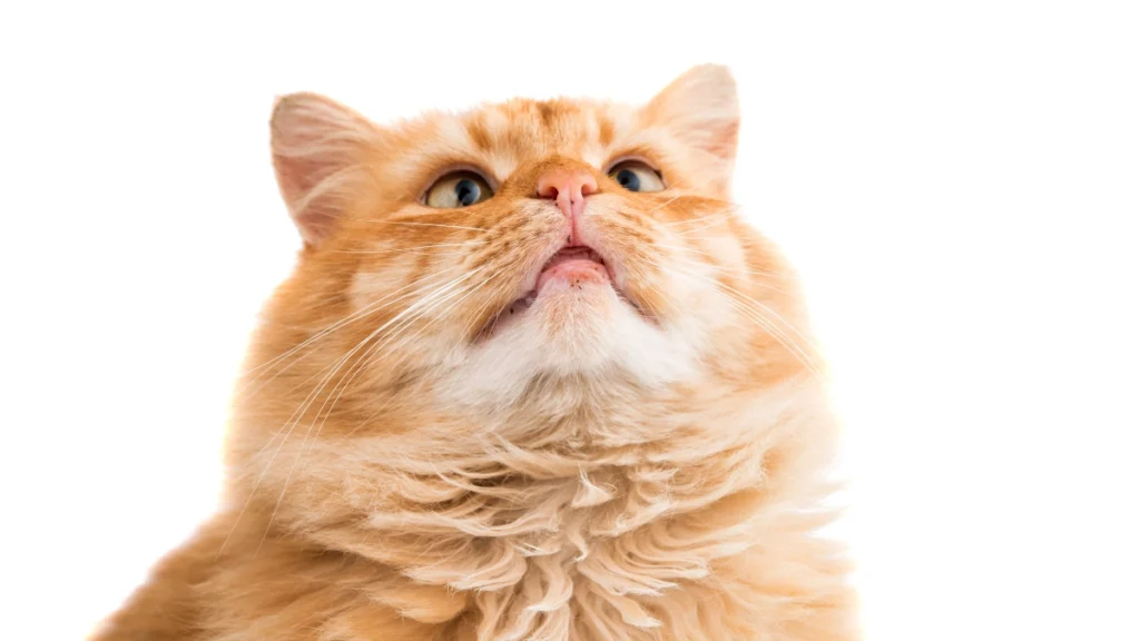 Raças de Gato para Apartamento: Guia Completo para Escolher a Ideal para o Seu Estilo de Vida 2 Erros comuns na hora de escolher um gato para viver em apartamento