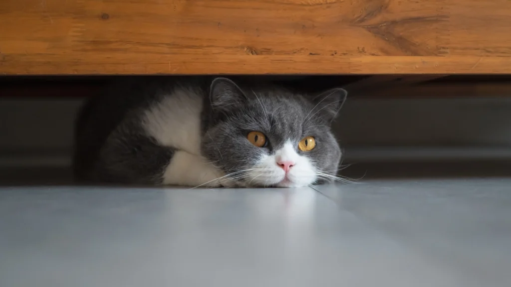 O Que Todo Gato Precisa Ter em Casa: Lista Essencial por Ambiente e Rotina 4 Esconderijos e locais de descanso