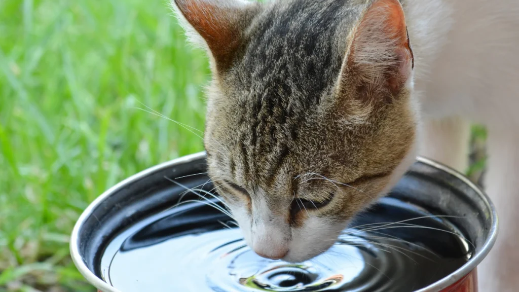 Hidratação Felina: Por Que Gatos Bebem Pouco e Como Resolver 5 Estratégias práticas para estimular o gato a beber mais água