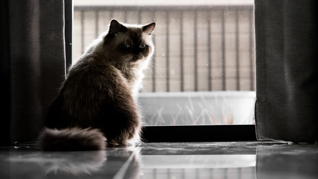 Gato sozinho em casa por quanto tempo é seguro deixar