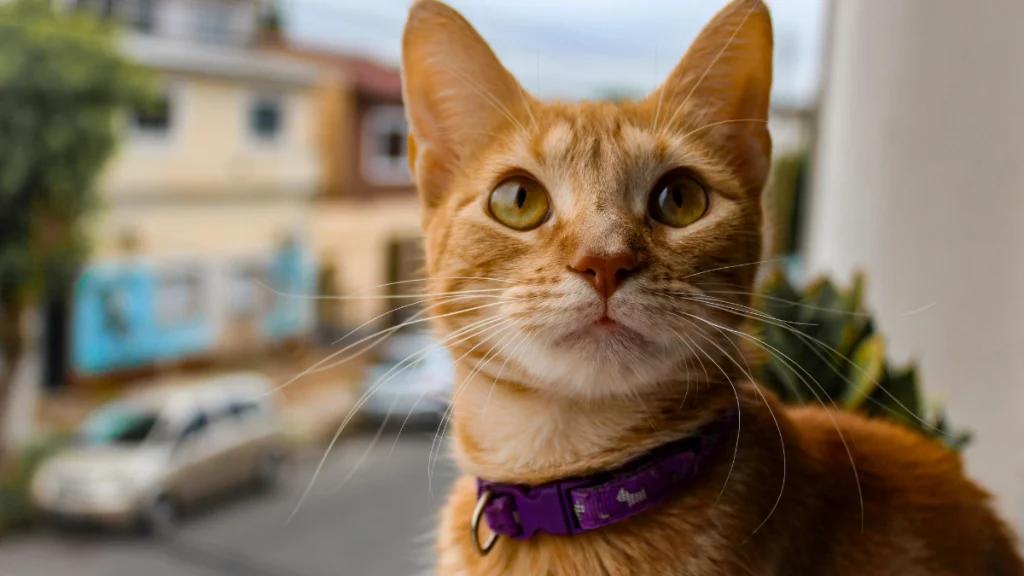 Gato Vira-lata em Apartamento É Possível