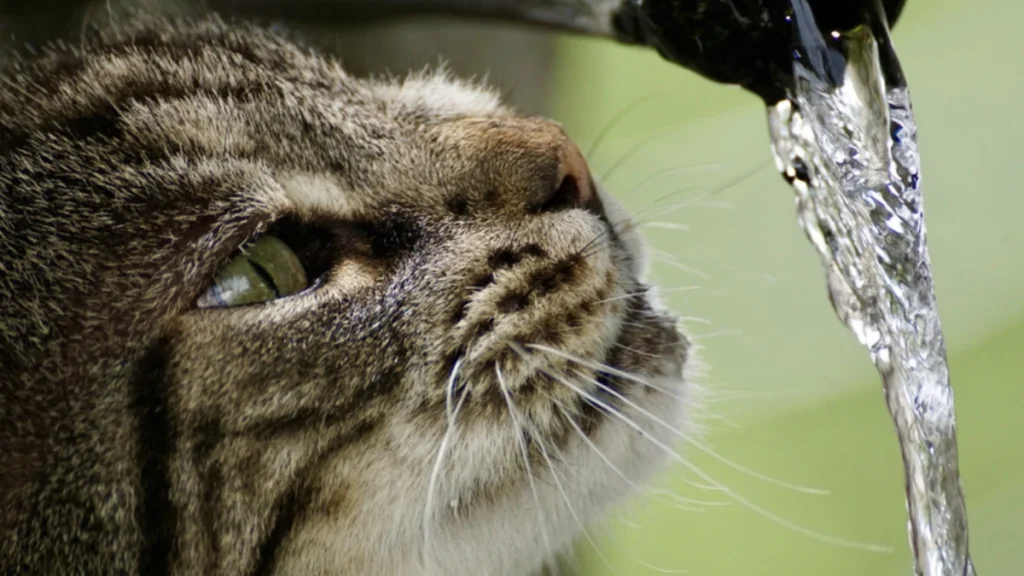 Nutrição Felina por Fase de Vida: Filhote, Adulto e Idoso 5 Hidratação e nutrição a relação que poucos tutores consideram