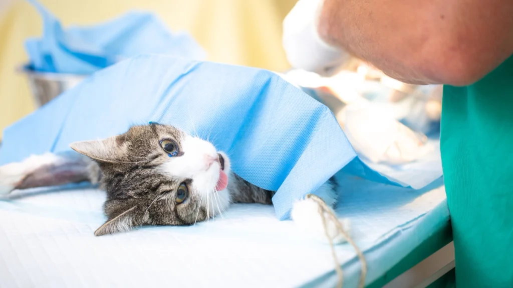 Idade ideal para castrar um gato