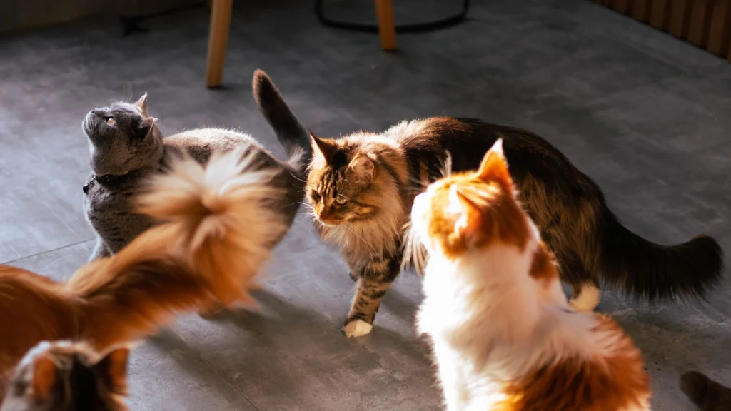 Raças de Gato para Apartamento: Guia Completo para Escolher a Ideal para o Seu Estilo de Vida 3 Melhores raças de gato para apartamentos pequenos