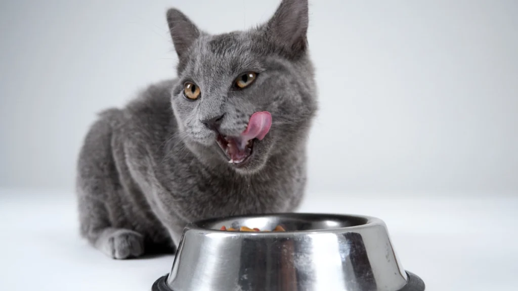 Nutrição Felina por Fase de Vida: Filhote, Adulto e Idoso 3 Nutrição para gatos adultos