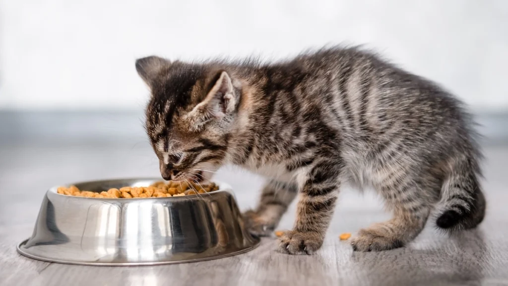 Nutrição Felina por Fase de Vida: Filhote, Adulto e Idoso 2 Nutrição para gatos filhotes