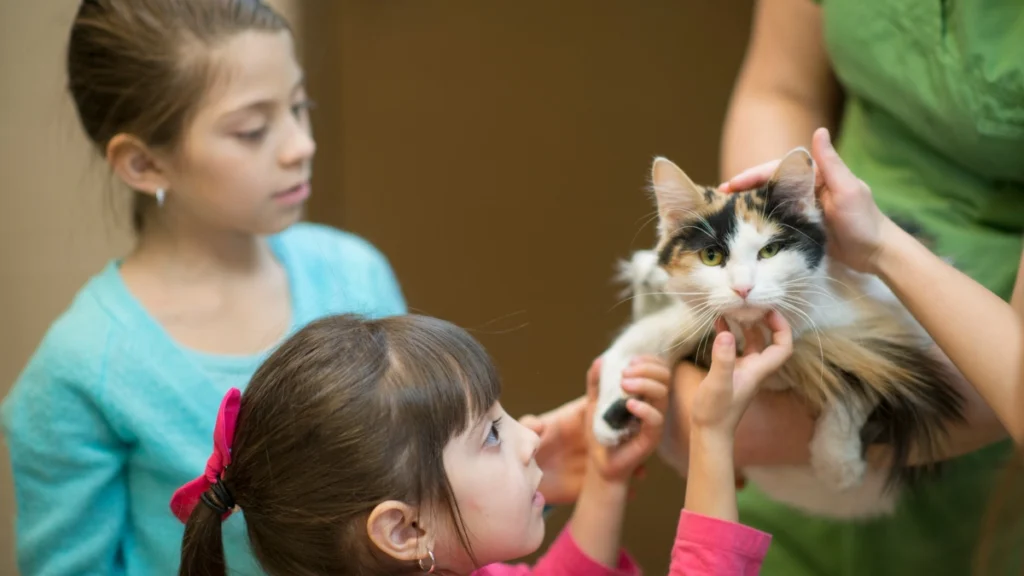 Adoção Responsável: Guia Completo do Primeiro Gato 2 Onde adotar um gato de forma responsável