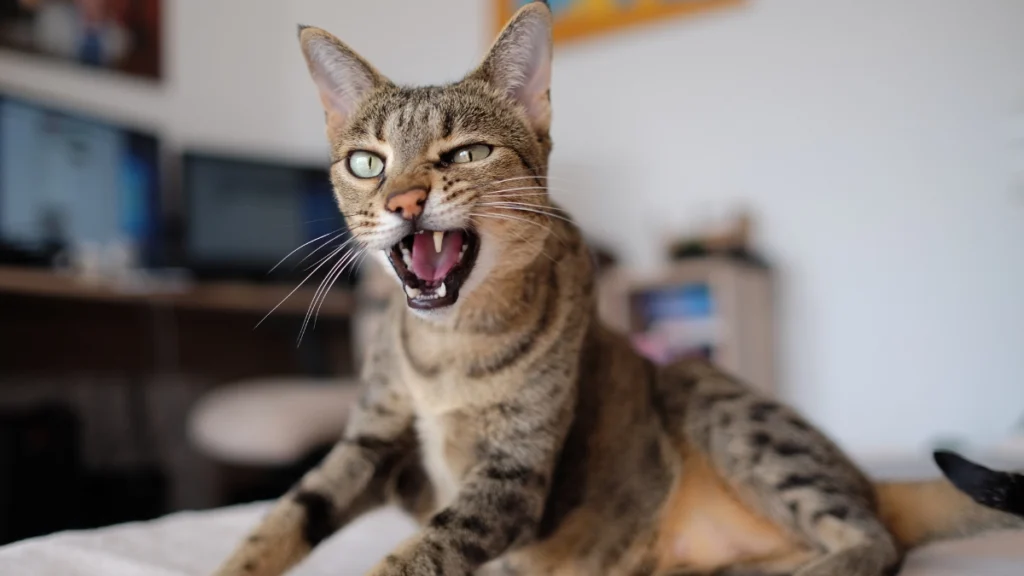 Saúde Bucal Felina: Escovação, Tártaro e Prevenção de Doenças Dentárias 2 Os sinais de que algo não vai bem na boca do seu gato