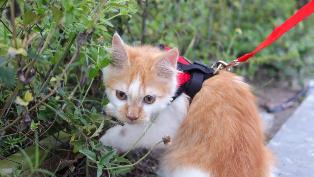 Roupinhas, Coletes e Peitorais para Gatos: Segurança e Quando Usar 4 Passeios com peitoral cuidados essenciais do lado de fora