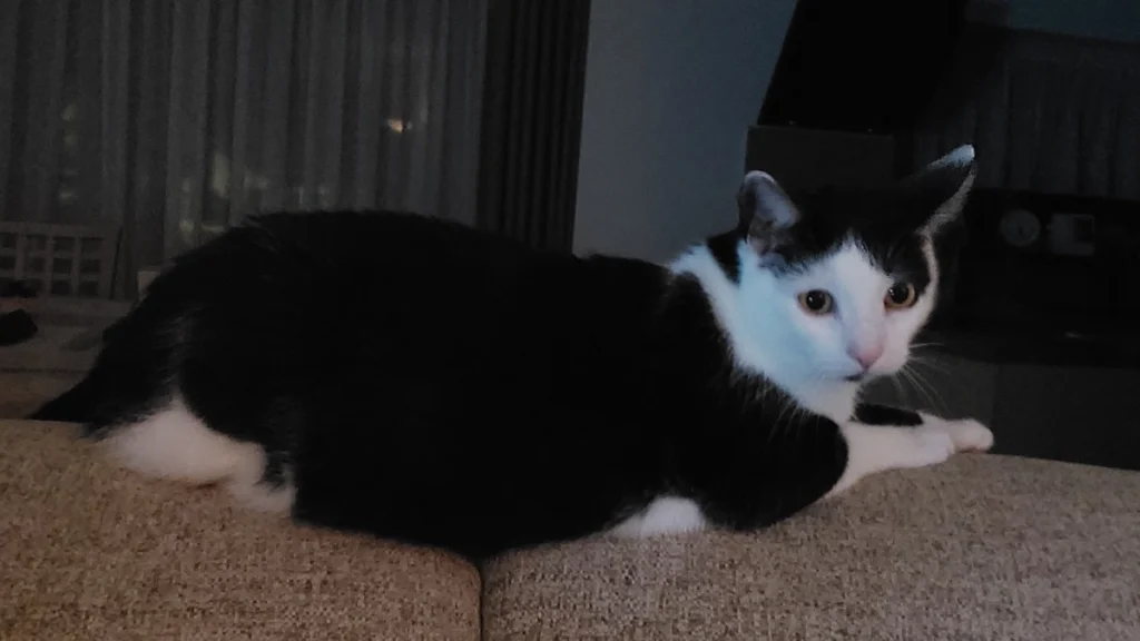 Adoção Responsável: Guia Completo do Primeiro Gato 4 Primeiros dias em casa adaptação sem estresse