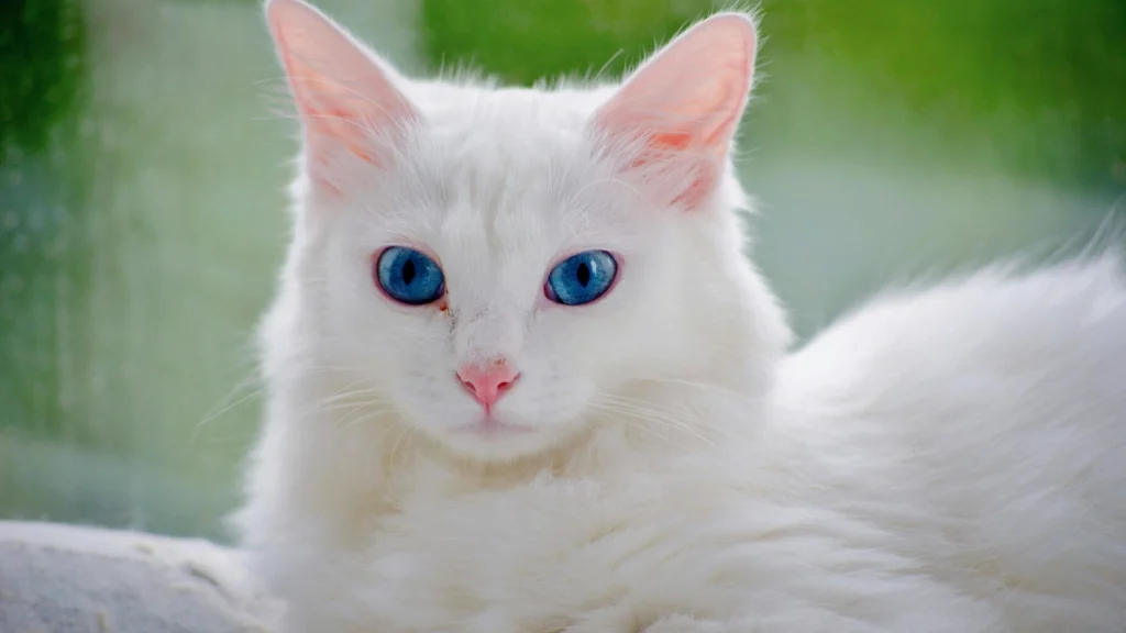 Quanto tempo leva para um gato se socializar completamente
