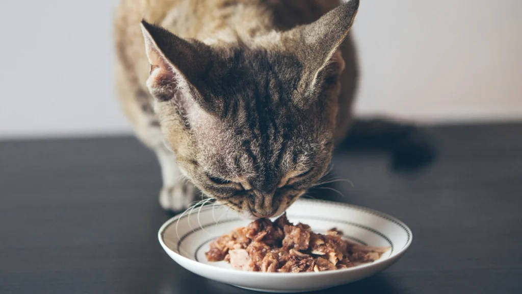 Hidratação Felina: Por Que Gatos Bebem Pouco e Como Resolver 4 Ração seca versus ração úmida na hidratação felina