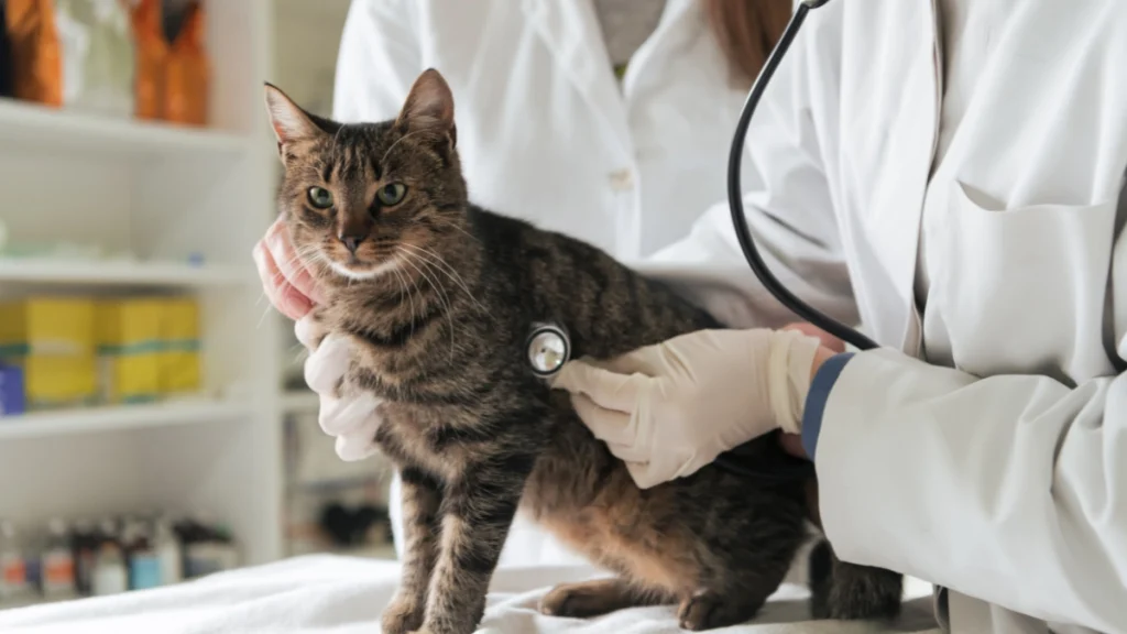Bem-Estar Felino: O Guia Completo para Garantir Saúde, Conforto e Qualidade de Vida ao Seu Gato 5 Saúde preventiva check-ups, vacinas e parasitas