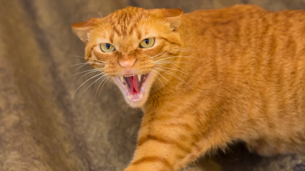 Sinais de que o gato não está socializado corretamente